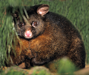 Slink-skins-Possum.jpg